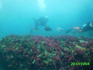 Diving over soft corals