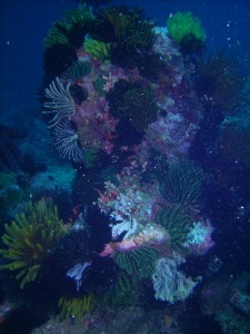 Coral Head 1