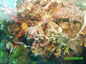 17 Heian Coral