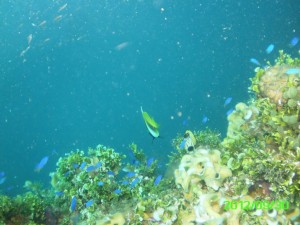 22 Coral Heian