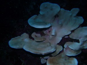 Plate Corals in Cathedral Cave