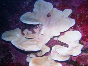 Plate Corals in Cathedral Cave 2
