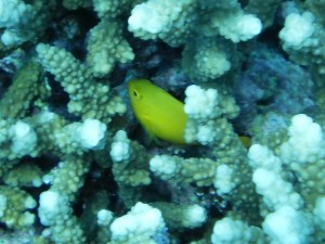 Damsel in Coral1302