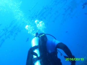 Diver watching barracuda1271