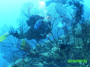 Gorgonian Fan and Diver