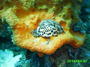 PICT1438 Cowrie